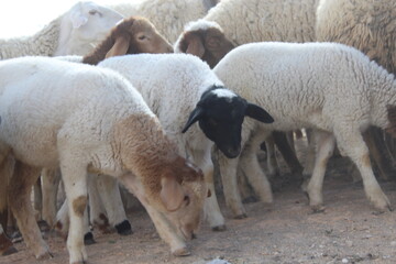 Obraz premium sheep