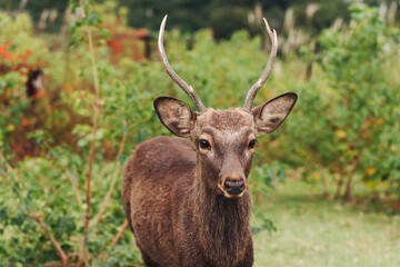 Obraz premium Nara Park landscape, Wild Japanese deer, Northern spotted deers walking in Nara, playful and friendly cute sika deers, Nara prefecture, Kansai, Japan, travel to Japan