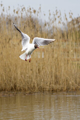 A seagull flying over the water against a backdrop of dry brown reeds. Vertical photo