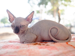 Portrait of sphynx cat in nature background.
