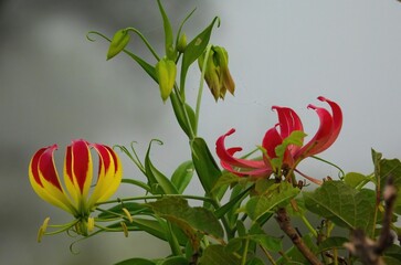 Flame Lily (Gloriosa superba) in the wilds of Tarangire National Park, Tanzania