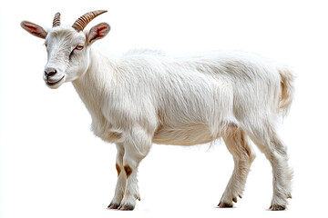 Fototapeta premium A young white goat stands against a white background