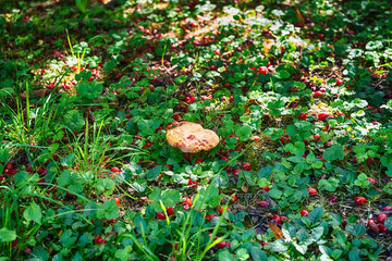 White mushroom among berries