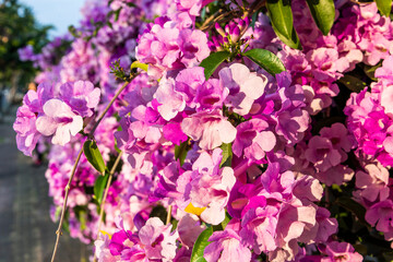 Close-up of beautiful wild purple Garlic Vine growing on the roadside fence, Taiwan.