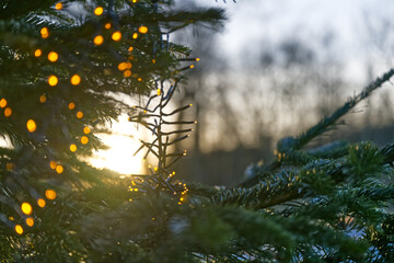 The sun shines through a Christmas tree decorated with fairy lights, the LED lamps in the foreground are blurred by the bokeh