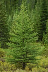 Fototapeta premium fir trees