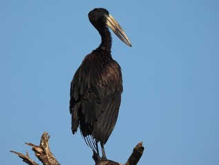 African Openbill Stork (Anastomus lamelligerus) Perched in Tarangire National Park, Tanzania