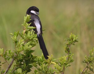 Long-tailed Fiscal (Lanius cabanisi) perched on a bush in Tarangire National Park, Tanzania