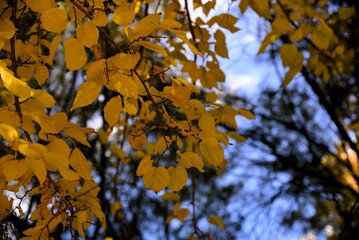 yellow leaves