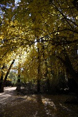 autumn in the park