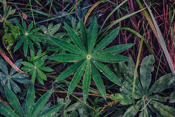 Dark color lupinus polyphyllus