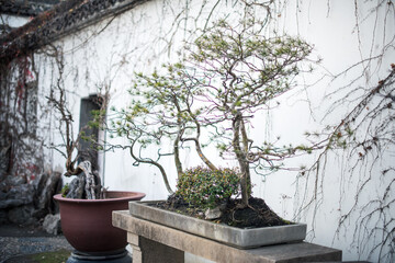 Chinese style plant in Zhuozhenyuan garden