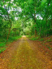 Views Seen from the Lake Apopka Loop Trail, Florida