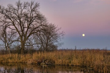Fototapeta premium Early evening landscape of the full moon rising above Horicon Marsh on a late November day in Southern Wisconsin.