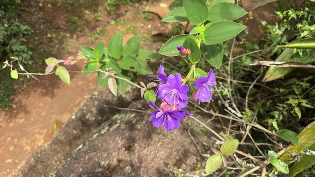 Pleroma urvilleanum, sin&ocirc;nimo Tibouchina urvilleana, &eacute; uma esp&eacute;cie de planta com flor da fam&iacute;lia Melastomataceae, nativa do Brasil.