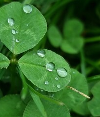 water drops on green leaf