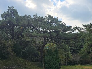 바다,유럽전경,하늘 나무