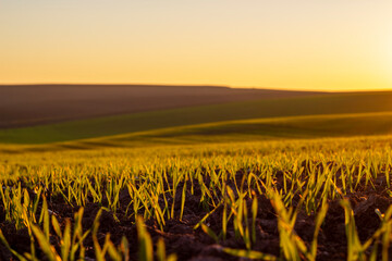 Evening sunset on a field with sprouts of winter wheat © Роман Булатов
