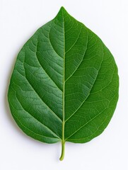 Obraz premium Close-up of a vibrant green leaf