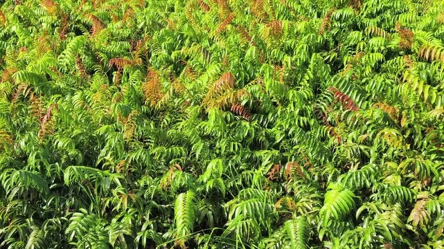 Kelakai plants (Stenochlaena Palustris) grow wild and abundantly in the tropical nature of Kalimantan