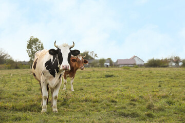 Beautiful cows grazing on green grass outdoors, space for text