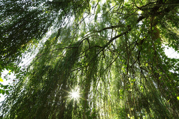 Tree with green leaves growing outdoors on sunny day, low angle view