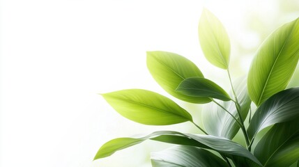 Fototapeta premium Coconut leaf segment with soft curved edges in bold green tone nature setting gigapixel quality close-up view symbolizing freshness and vitality