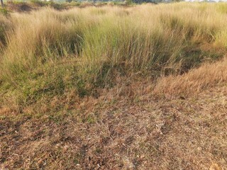Saccharum spontaneum Plant. Its other names wild sugarcane and Kans grass. Its grass native to the Indian Subcontinent. It is a perennial grass,growing up to three meters in height.
