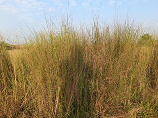 Saccharum spontaneum Plant. Its other names wild sugarcane and Kans grass. Its grass native to the Indian Subcontinent. It is a perennial grass,growing up to three meters in height.
