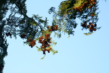 晩秋の針葉樹ヒノキの果実　ーサッカーボールのような形をしている。