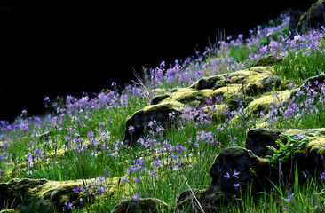 A sloping bank covered with blooming camas lilies and moss covered rocks - Camas Washington