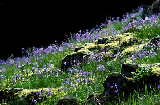 A sloping bank covered with blooming camas lilies and moss covered rocks - Camas Washington