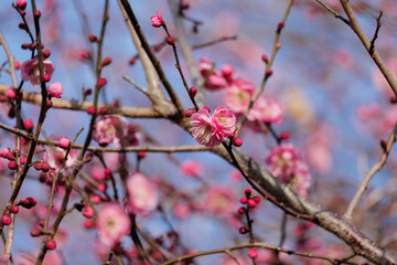 梅の花