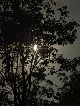 Silhouette of tree branches and leaves with sunlight breaking through, creating a serene natural atmosphere.
