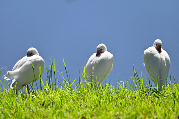 Three Huddled white ibis