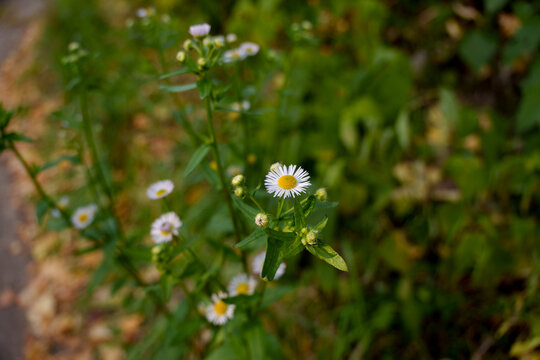 Close-up photo of white autumn flowers (Erigeron annuus) in bloom
