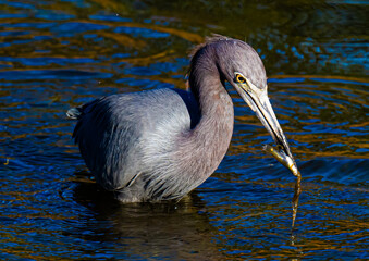 Little blue heron