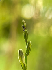 Close up Black ants perched on flowers (Asystasia Gangetica) that have not yet bloomed