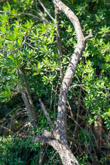 mangrove forest