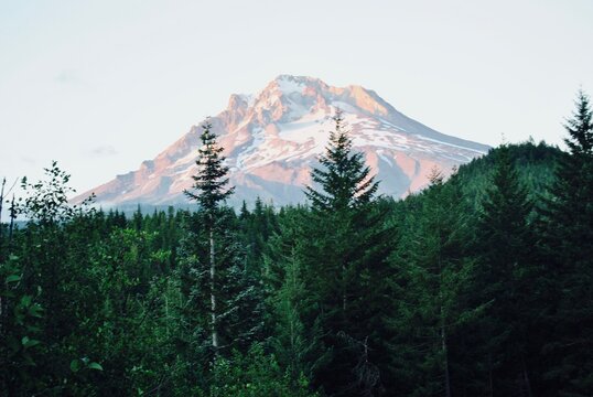 Oregon pine forest with snow capped South Sister in the background