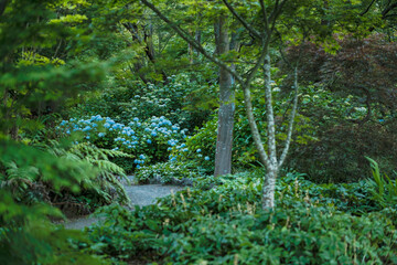 Blooming Blue Hydrangeas under Tall Green Trees in Christchurch, New Zealand