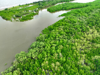 Aerial view mangrove forest ecosystem. Economic value in carbon credit, ecosystem service, and climate resilience. Conservation effort long-term coastal community protection. Mangrove tree capture CO2