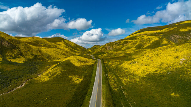 APRIL 2023, CARRIZO PLAIN NATIONAL MONUMENT, USA - state highway 58 through yellow daisies outside Carrizo Plain National Monument, California - springtime and superbloom