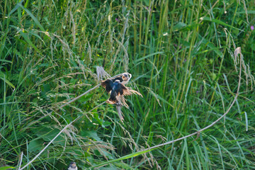 Obraz premium The Moment a Swallow Parent Feeds Its Young; Toyama, Japan
