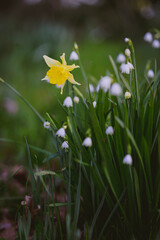 Golden Daffodils Blooming Across Grasslands in Springtime Christchurch, New Zealand