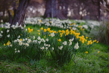 Fototapeta premium Golden Daffodils Blooming Across Grasslands in Springtime Christchurch, New Zealand