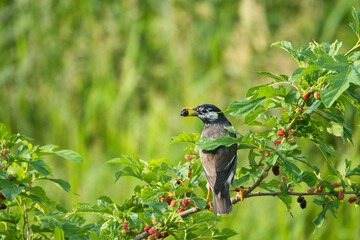 A Gourmet Starling Gorging on Mulberries from Early Morning in May; Toyama, Japan