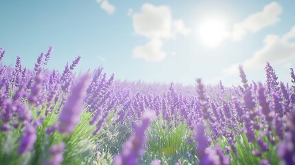Fototapeta premium A vibrant lavender field under a bright sky, showcasing nature's beauty and tranquility.