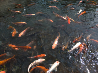 Bandung, Indonesia, December 12 2024, close up of various fish in a clear water pool in Arjasari, Bandung Regency, West Java. Beautiful, colorful, various types, Isolated black, bokeh backgrounds