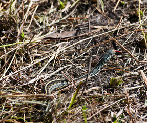 Common Eastern Gartersnake (Thamnophis sirtalis) basking on leaf-litter in Florida Pine Flatwoods.